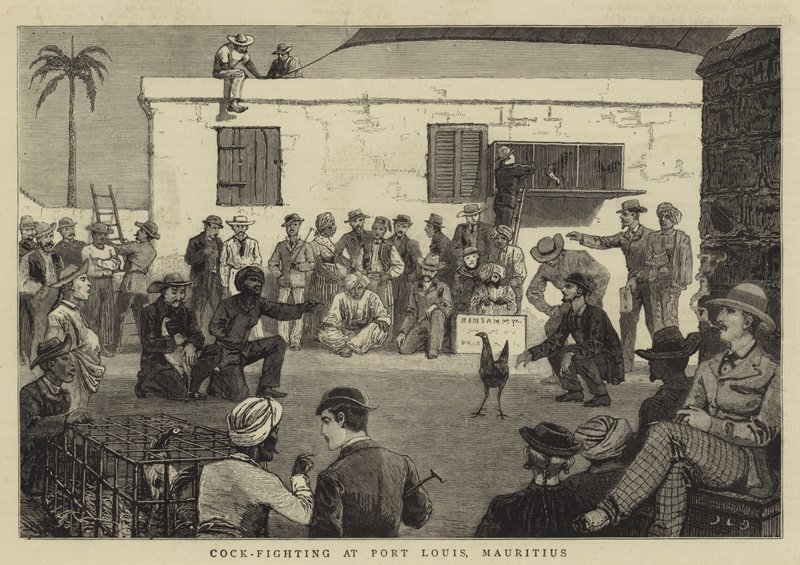 Pelea de gallos en Port Louis, Mauricio de John Charles Dollman