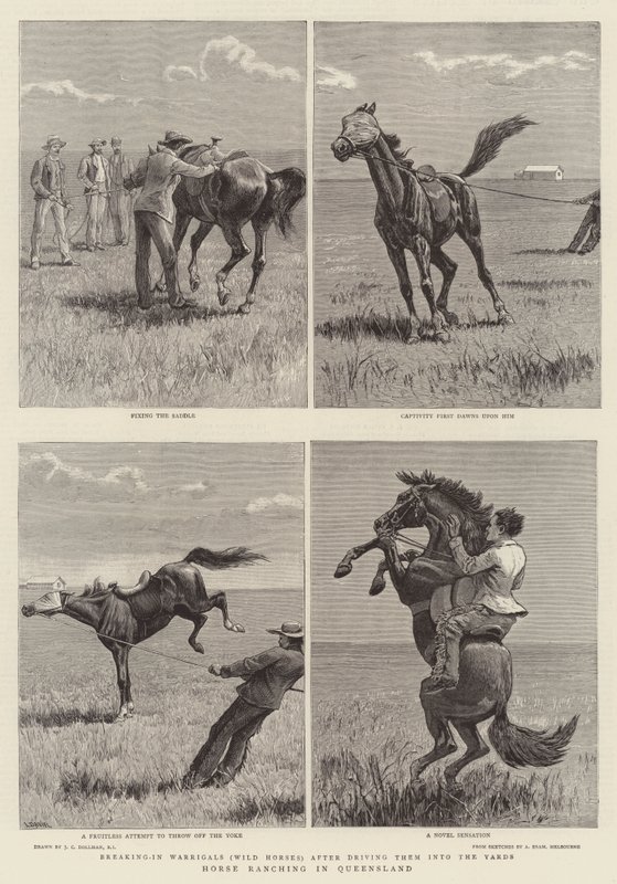 Cría de caballos en Queensland de John Charles Dollman