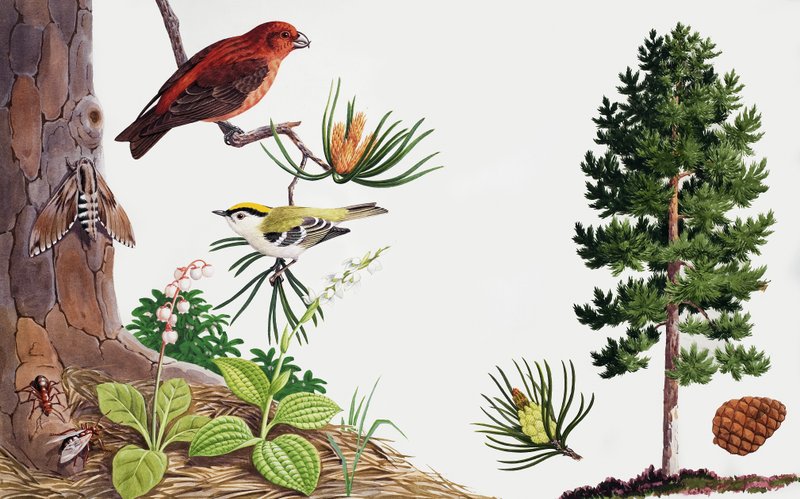 El pino y sus habitantes de John Rignall
