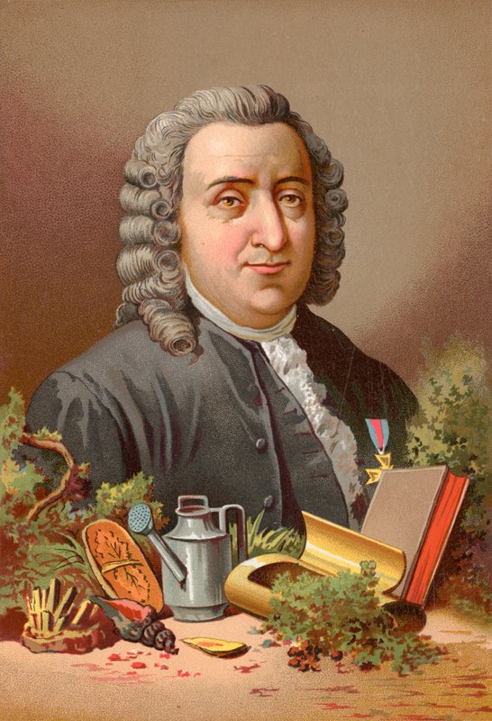 Carl Linnaeus de Jose Armet Portanell