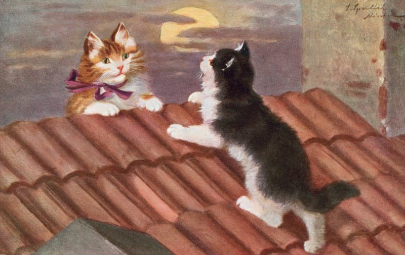 Postal felina (litografía en color) de Josef Sperlich