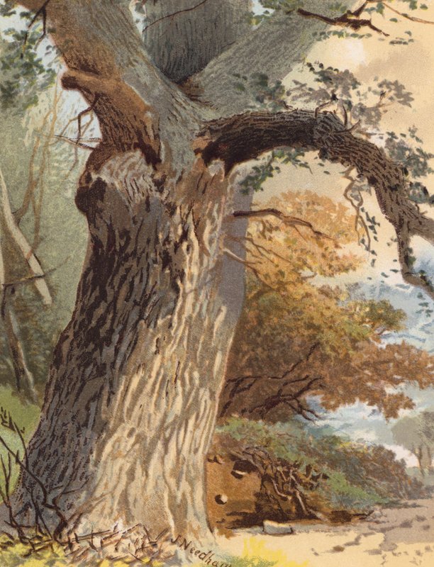 Elm-Trunk (litografía en color) de Joseph Needham
