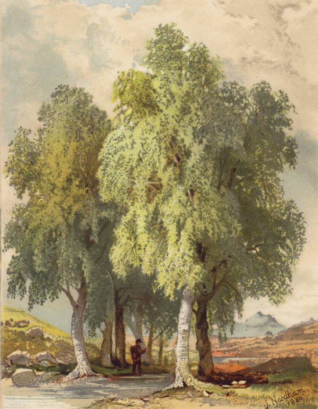 Grupo de abedules (litografía en color) de Joseph Needham