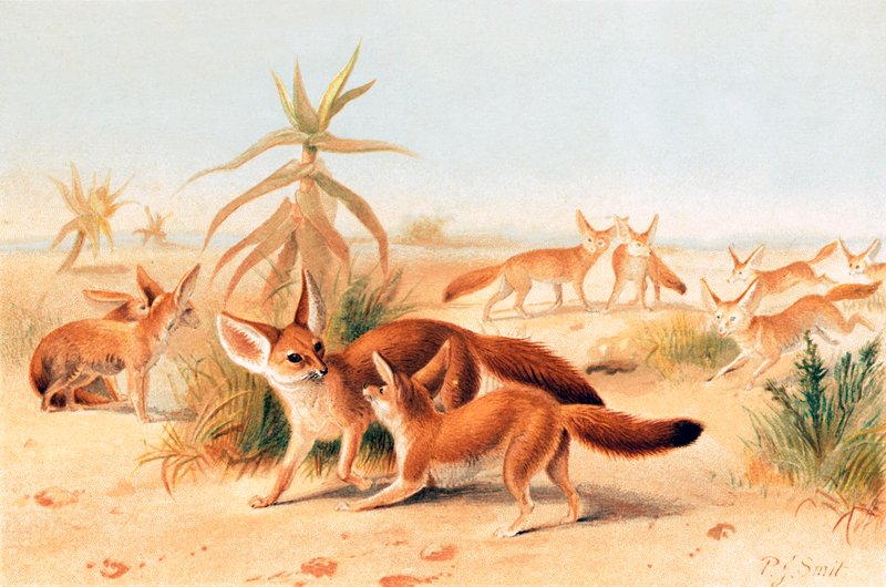 Fenecos africanos de Joseph Smit