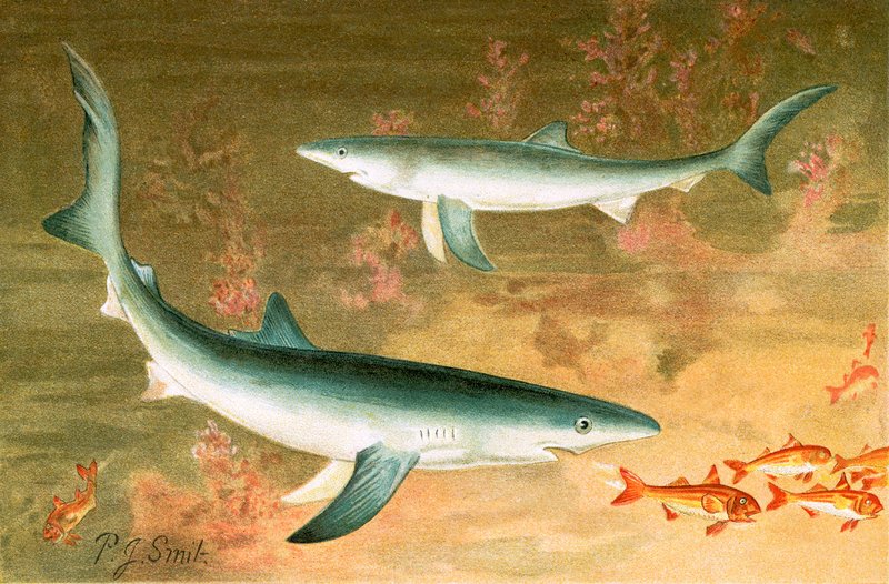 Tiburón azul de Joseph Smit