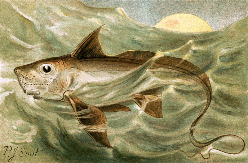 Quimera de Joseph Smit