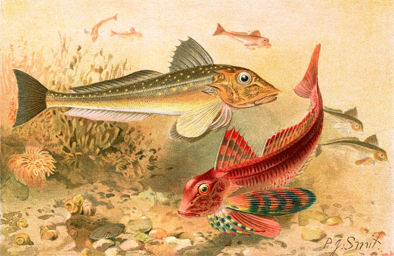 Rascacios de Joseph Smit