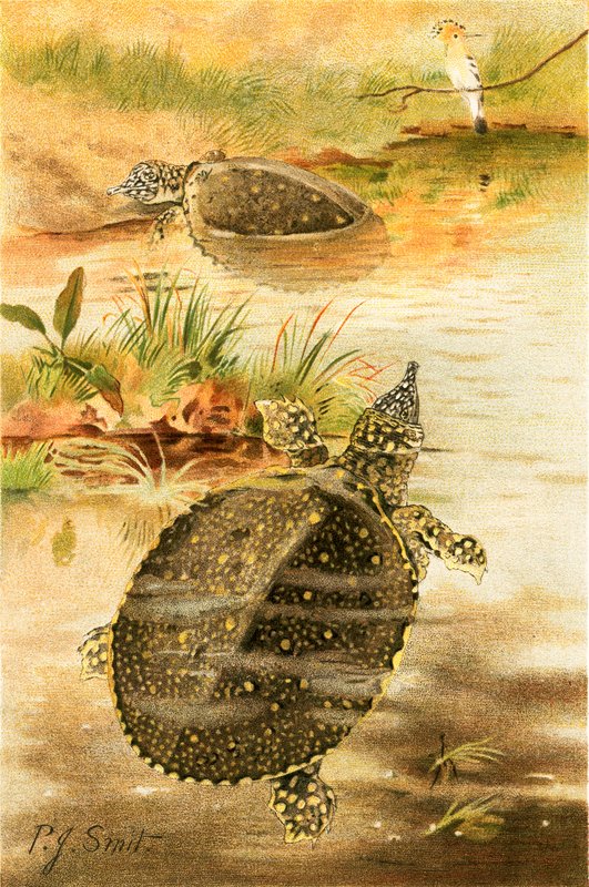 Tortugas de río blandas de Joseph Smit