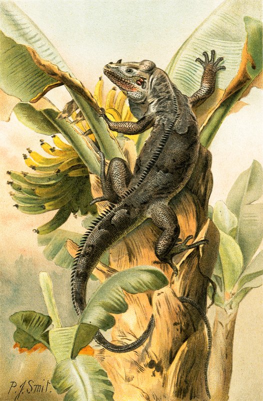 La Iguana Negra de Joseph Smit