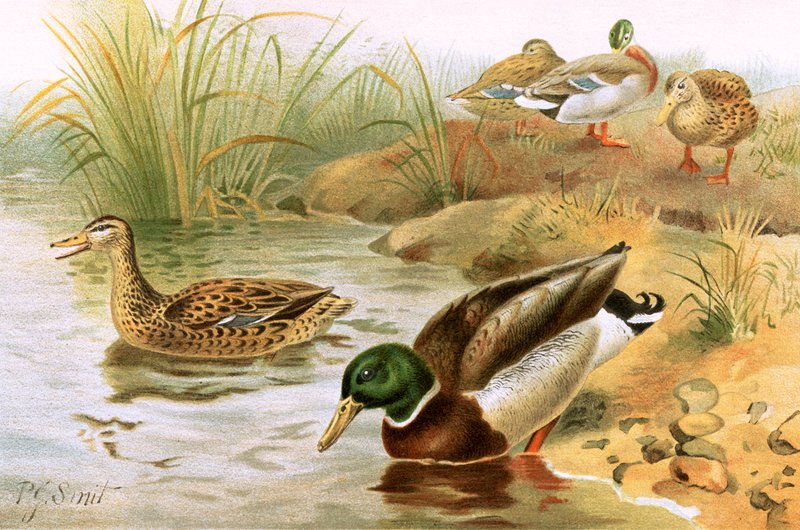 Pato Salvaje de Joseph Smit