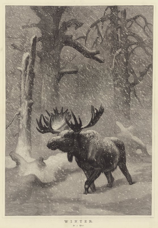 Invierno de Joseph Wolf