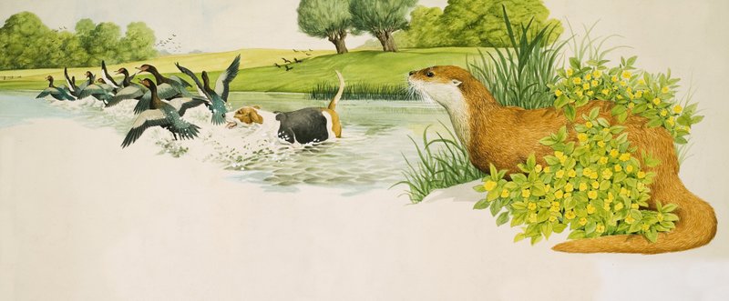 Una nutria observa a un perro que persigue patos de Kenneth Lilly
