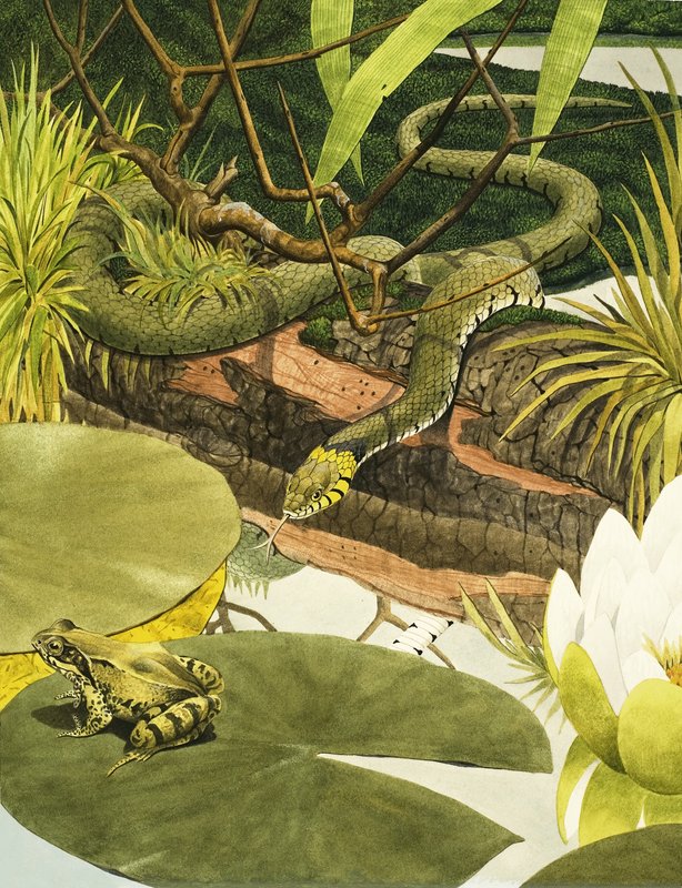Serpiente a punto de comerse un sapo de Kenneth Lilly
