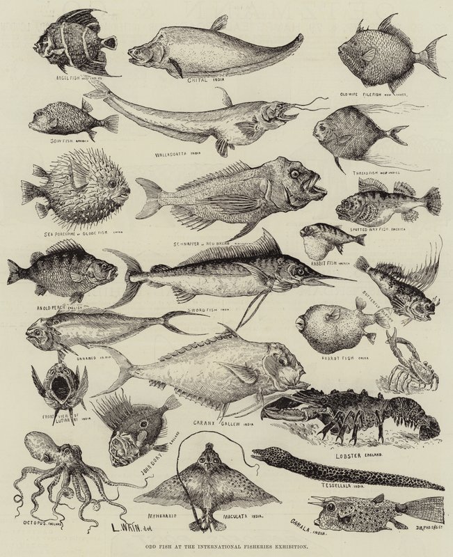 Peces Extraños en la Exposición Internacional de Pesca de Louis Wain