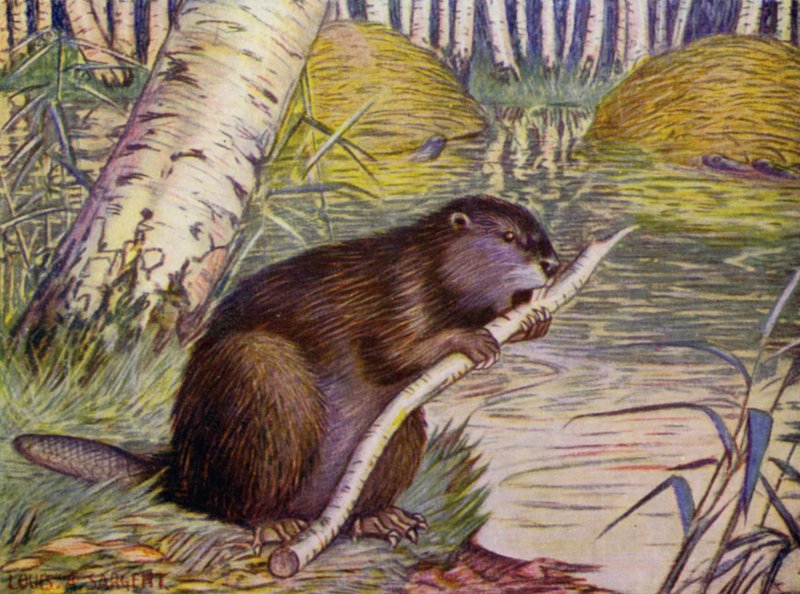 En el zoo: Beaver (litografía en color) de Louis Augustus Sargent