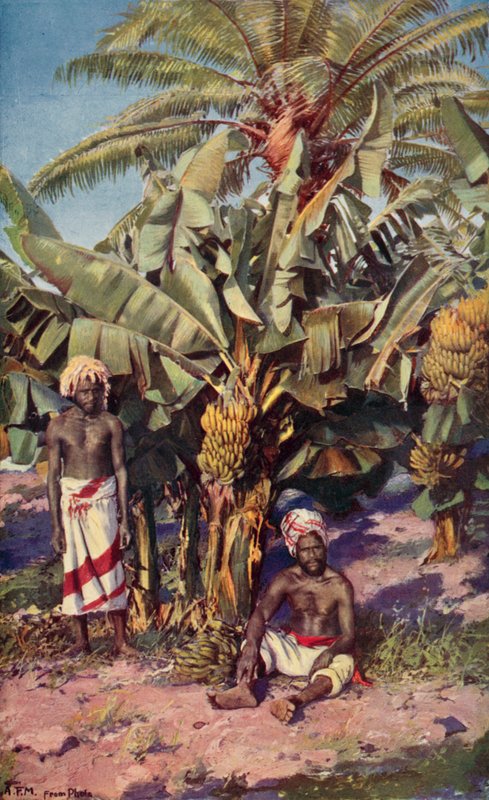 Una plantación de plátanos, Fiji (litografía en color) de Louis Fairfax Muckley