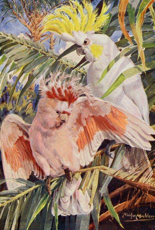 La cacatúa (litografía en color) de Louis Fairfax Muckley