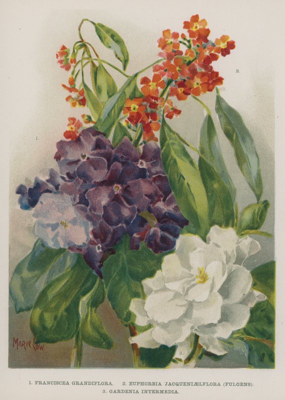Franciscea Grandiflora, Euphorbia Jacqueniaelflora, Fulgens, Gardenia Intermedia de Marie Low