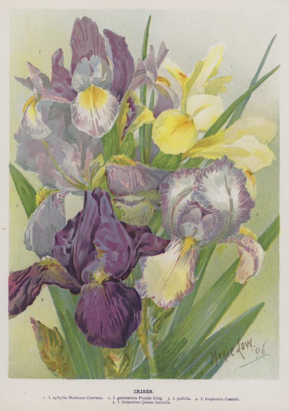 Iris de Marie Low