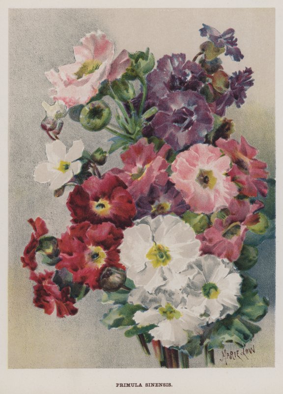 Primula Sinensis de Marie Low