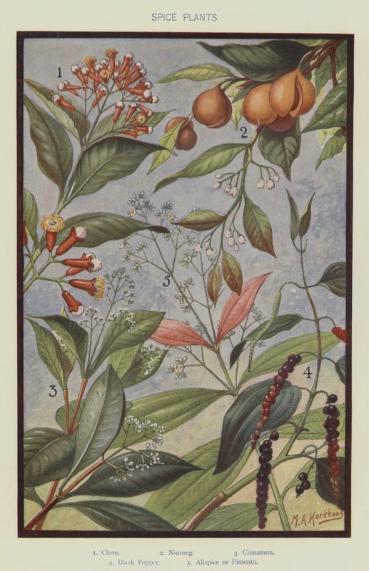Plantas de especias de Marinus Adrianus Koekkoek