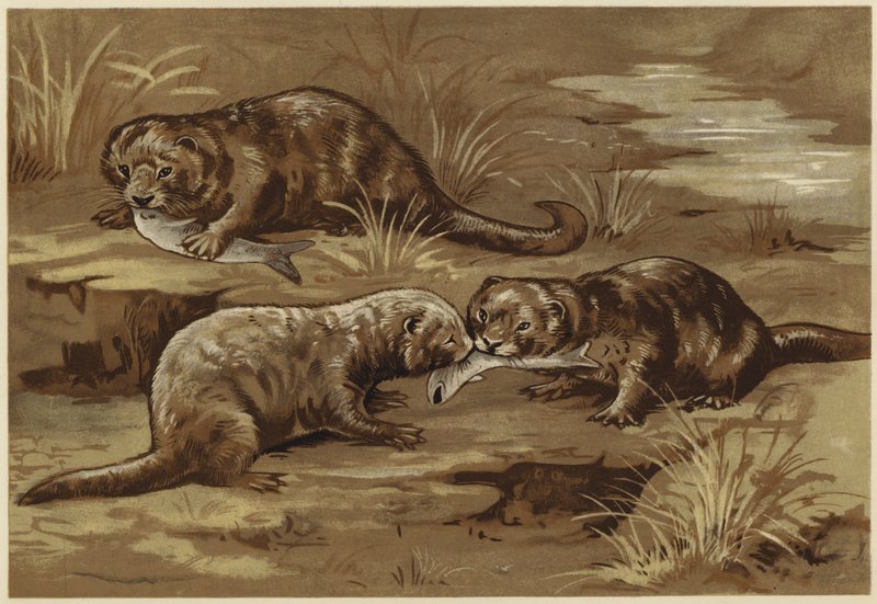 Sobre las nutrias (litho) de N. Parker