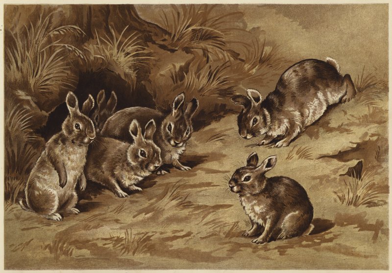 Conejitos (litografía) de N. Parker