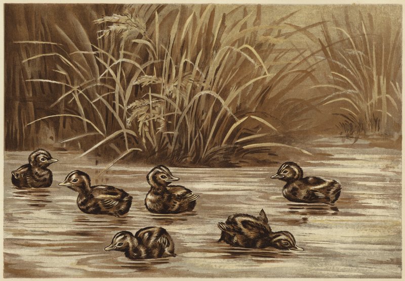 Dabchicks (litho) de N. Parker