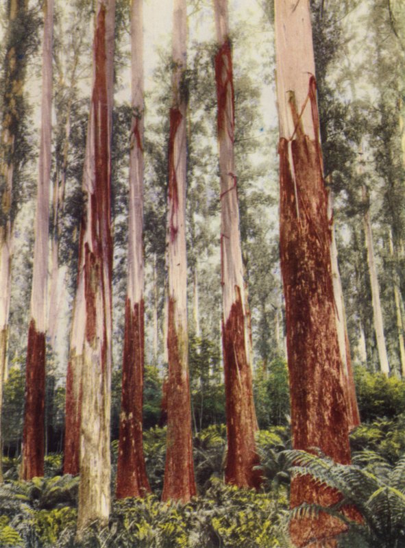 A Forest Glen (foto en color) de Photographer Australian