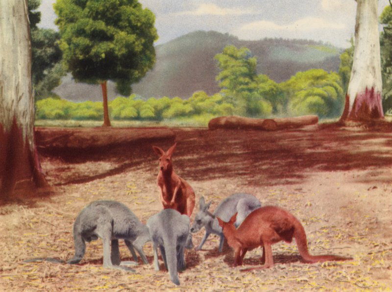 Canguros (foto a color) de Photographer Australian