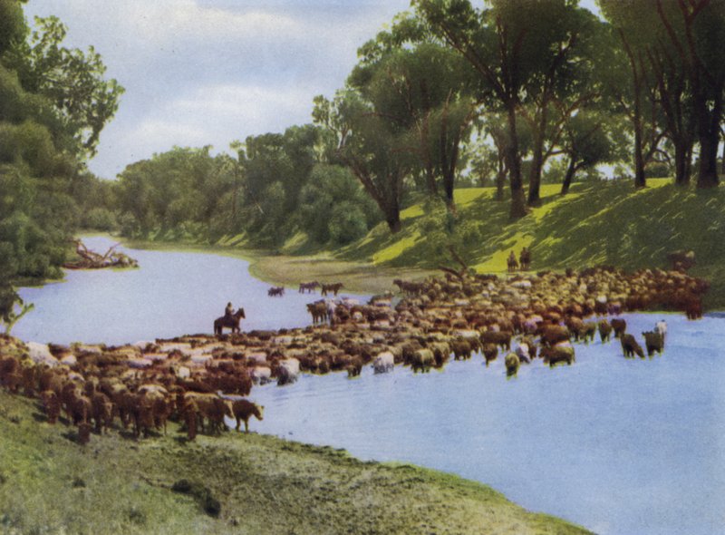 Queensland, Australia: Conduciendo ganado cerca de Goondiwindi de Photographer Australian