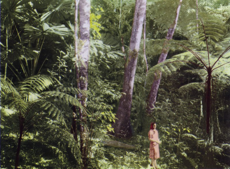 Queensland, Australia: Jungla Tropical (foto) de Photographer Australian