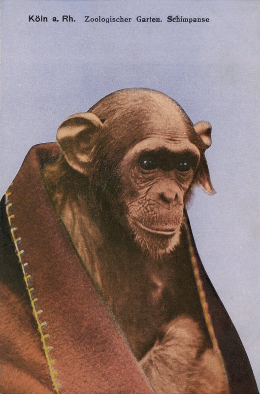 Zoológico de Colonia, Chimpancé de Photographer German