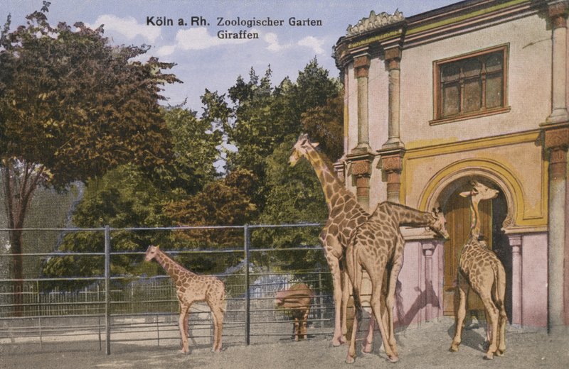 Zoológico de Colonia, Jirafas de Photographer German