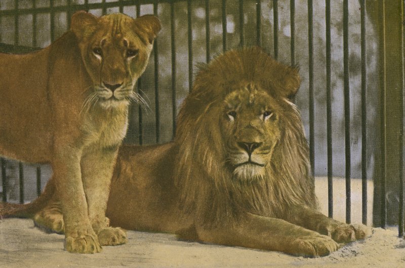 Zoológico de Colonia, Leones de Photographer German