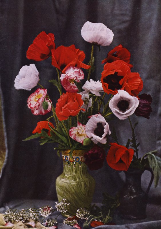 Jarrón de amapolas de Photographer German