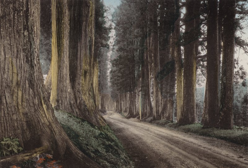 Japón, c.1912: Camino de Cryptomeria, Nikko de Photographer Japanese