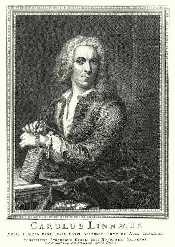 Carl Linnaeus, botánico y zoólogo sueco (grabado) de Pierre Tanje