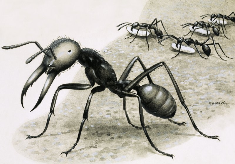 Hormigas de R.B. Davis