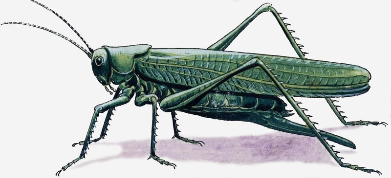 Saltamontes de R.B. Davis