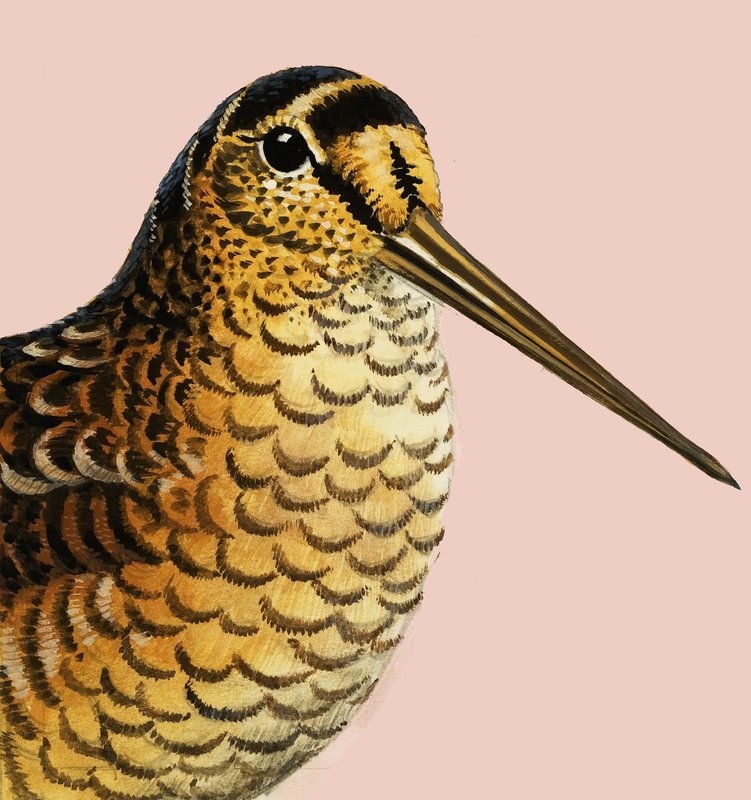 Mirando a la naturaleza: La becada de R.B. Davis