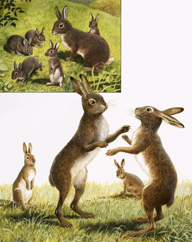 El Reino de la Naturaleza: Conozca a la liebre loca de marzo de R.B. Davis