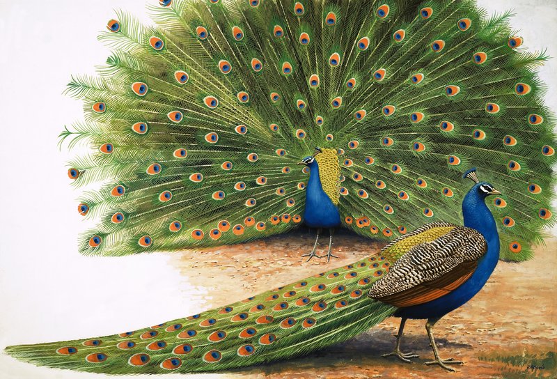 Pavos reales de R.B. Davis