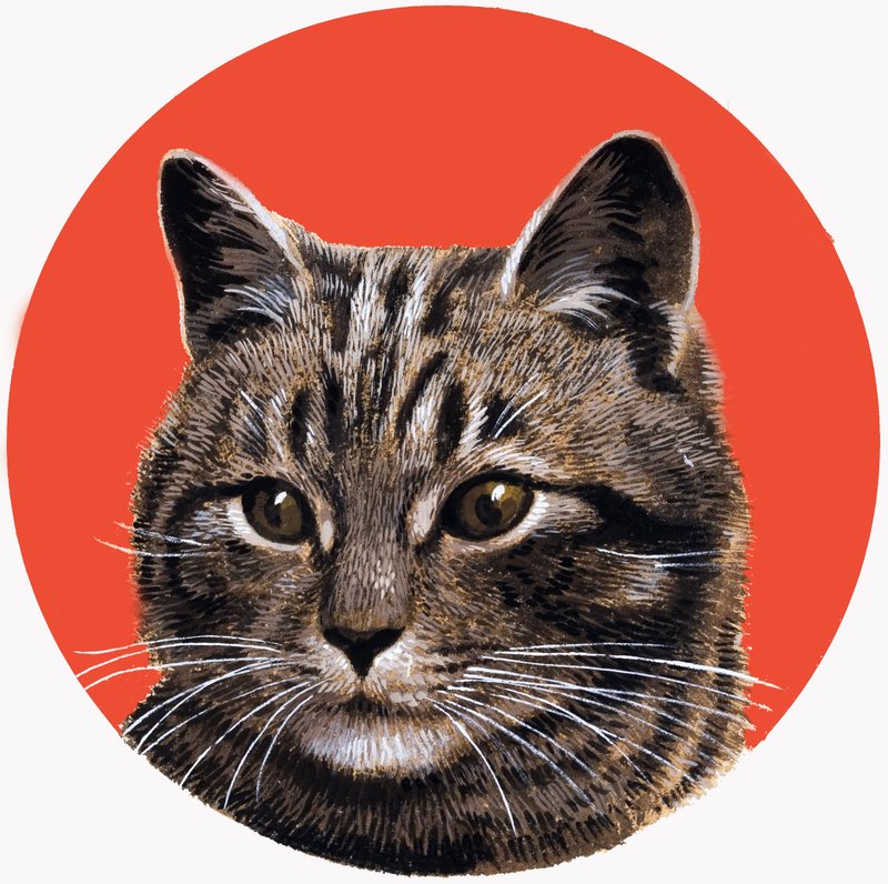 Gato atigrado, de "Treasure de R.B. Davis