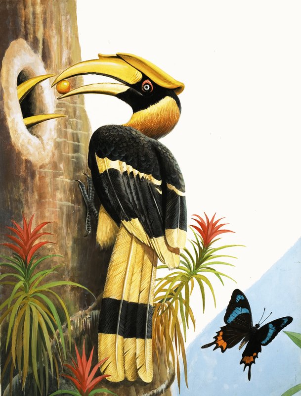 El cálao de R.B. Davis