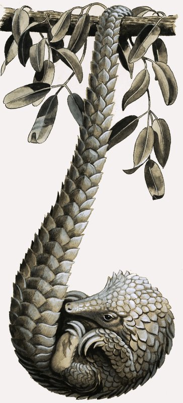 El pangolín de R.B. Davis
