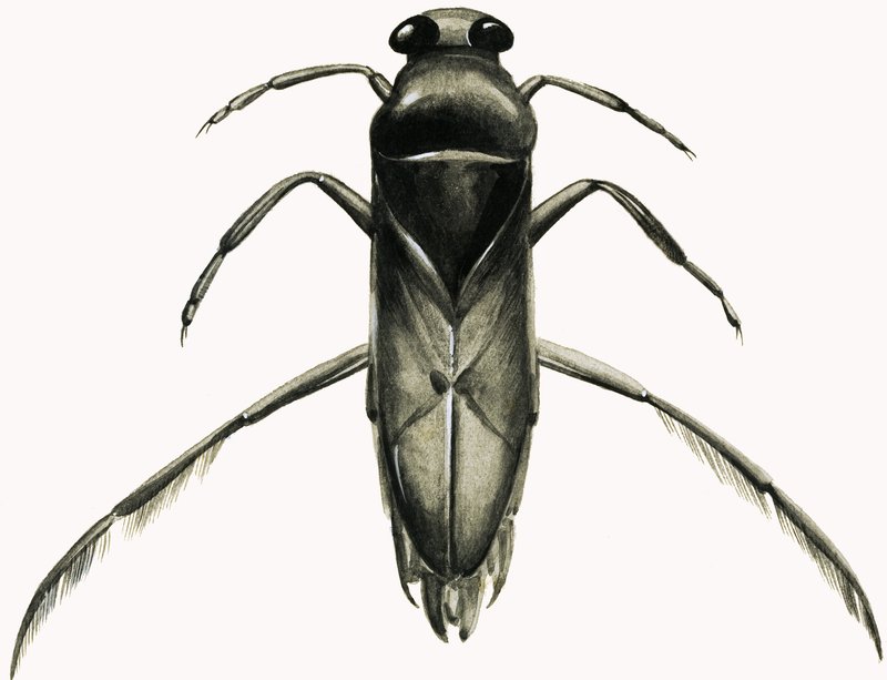 Water Boatman (gouache sobre papel) de R.B. Davis