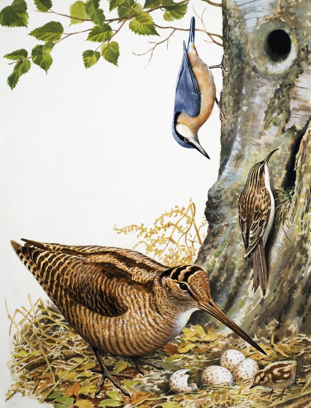 Aves del bosque de R.B. Davis