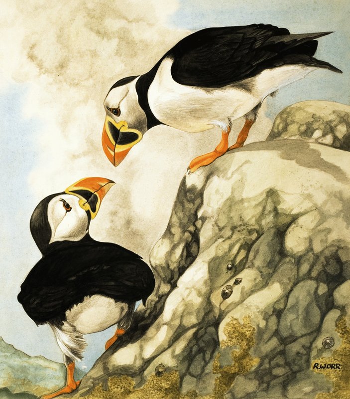 Puffin de R. Worr