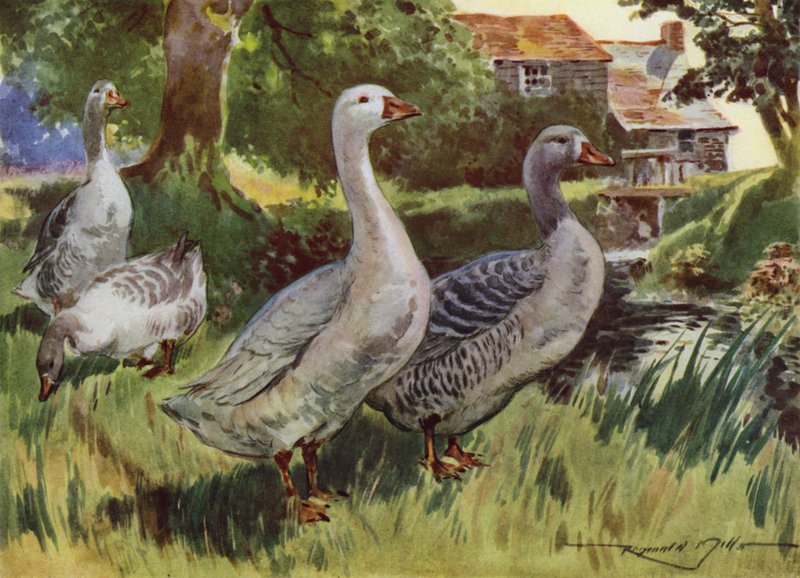 Ilustración para Mi granja (litografía en color) de Reginald Mills
